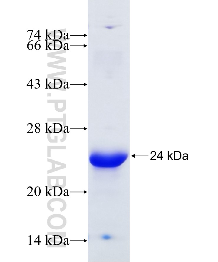 IL-33 fusion protein Ag27868 SDS-PAGE