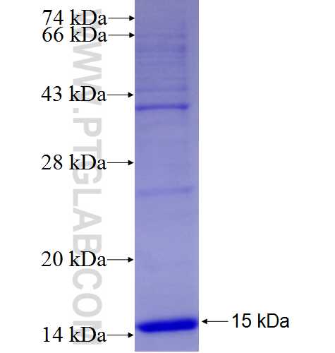 mAID tag fusion protein Ag27862 SDS-PAGE