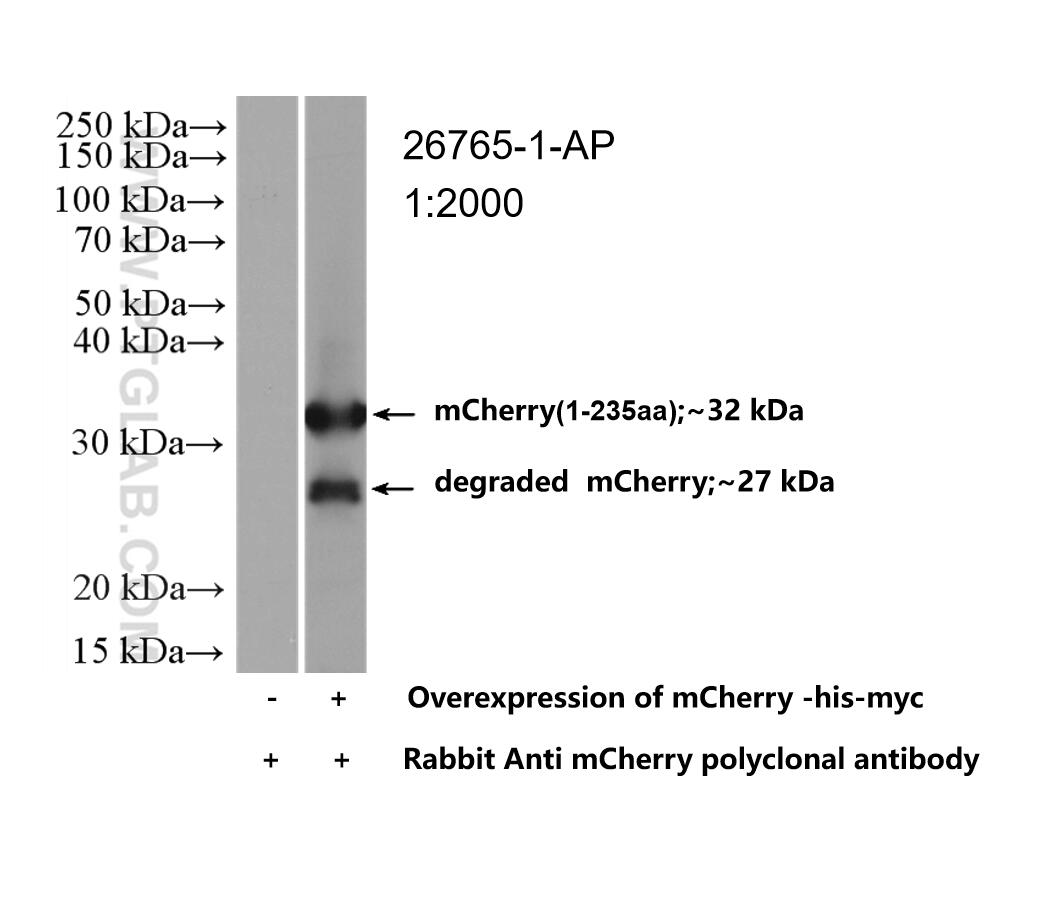 WB analysis of Transfected HEK-293 using 26765-1-AP