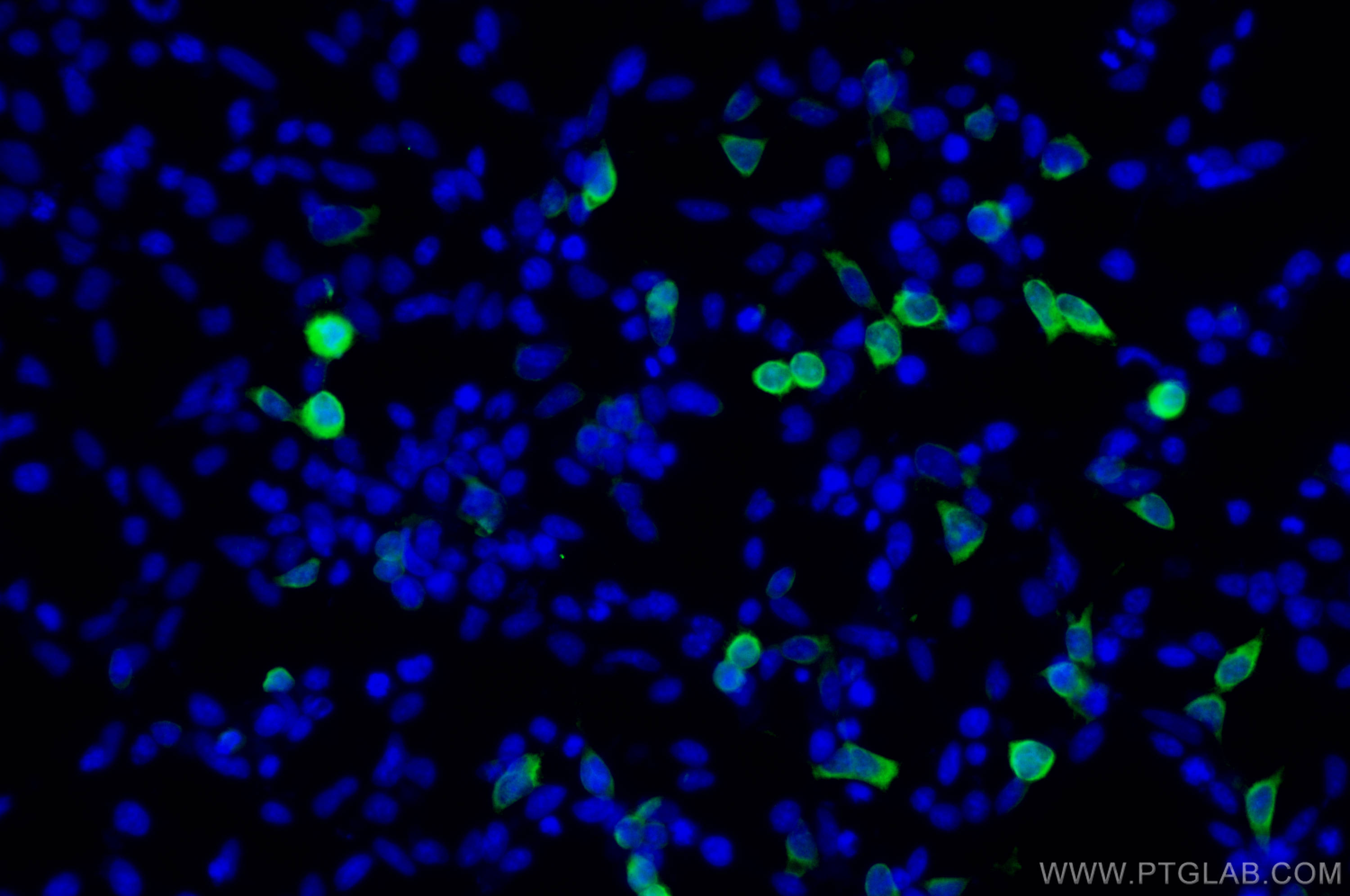 IF Staining of Transfected HEK-293 using 68088-1-Ig (same clone as 68088-1-PBS)