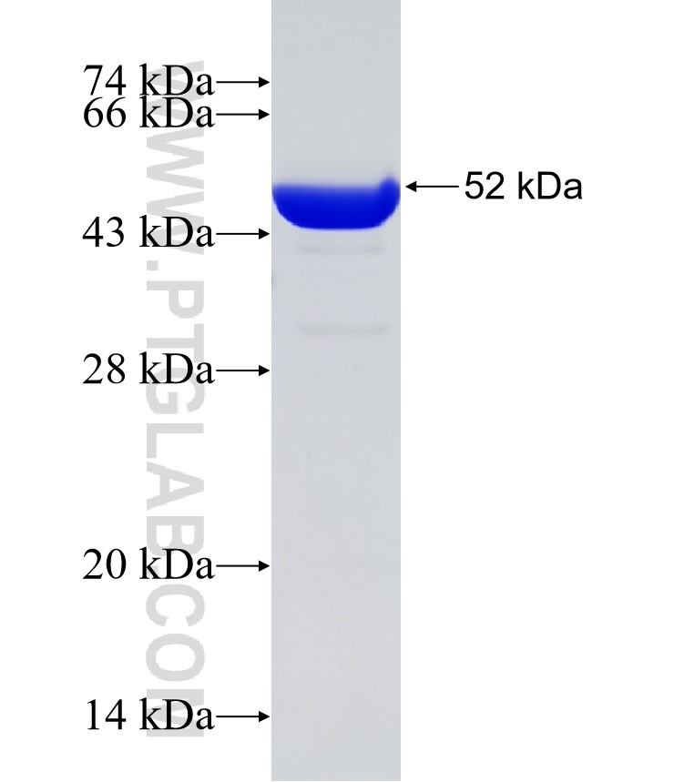 mNeonGreen fusion protein Ag31646 SDS-PAGE