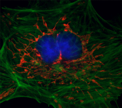 Immunofluorescence staining with MAXbind