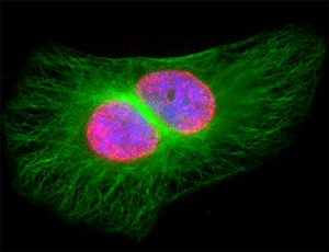 Immunofluorescence staining with MAX Stain reagents