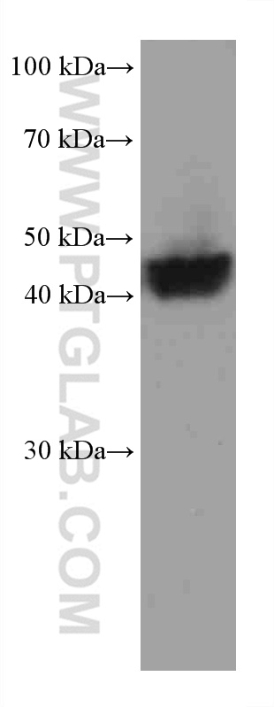 WB analysis of human placenta using 67721-1-Ig (same clone as 67721-1-PBS)