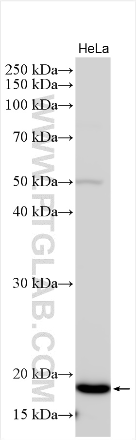 WB analysis using 31221-1-AP