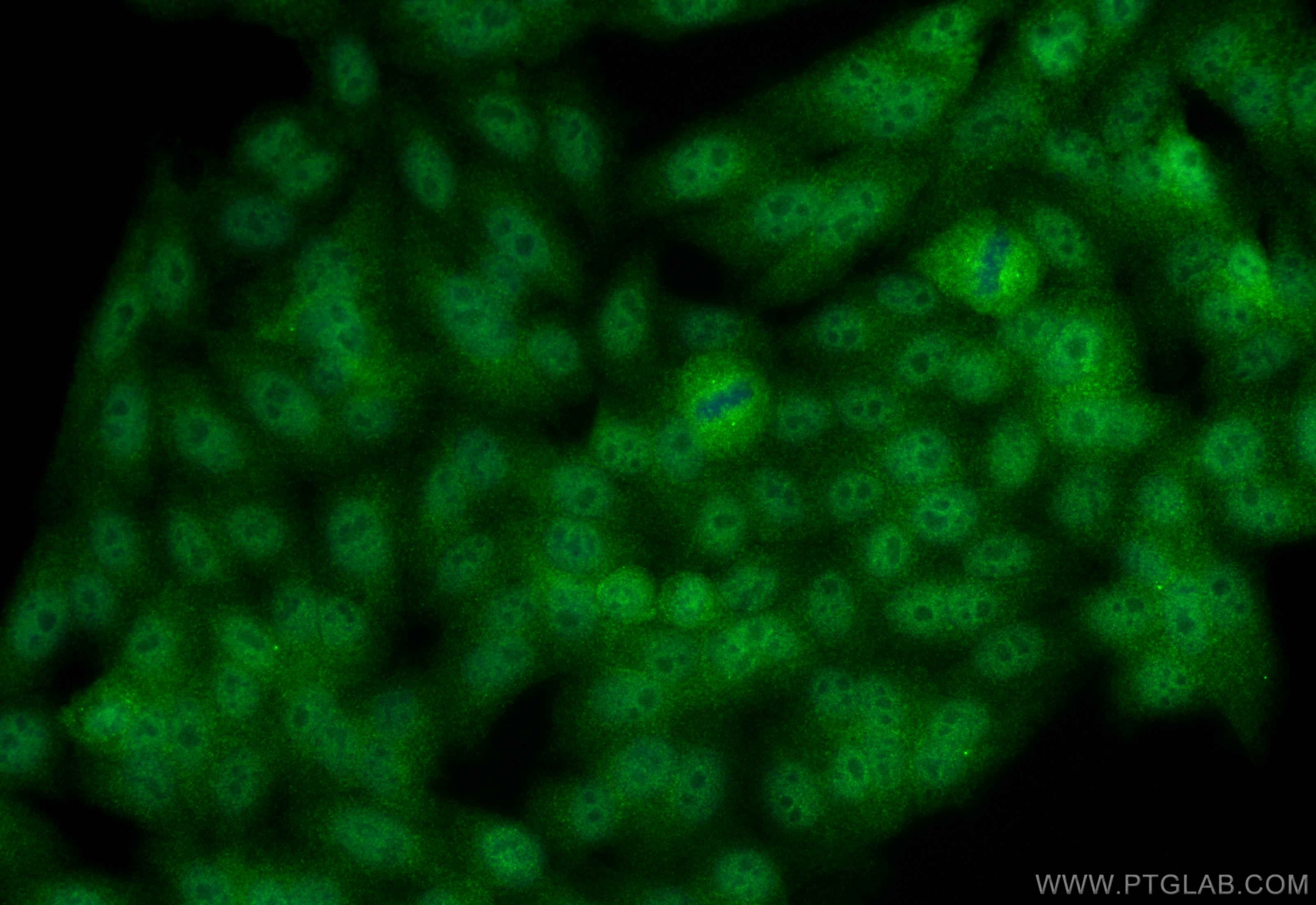 IF Staining of HepG2 using 66234-1-Ig