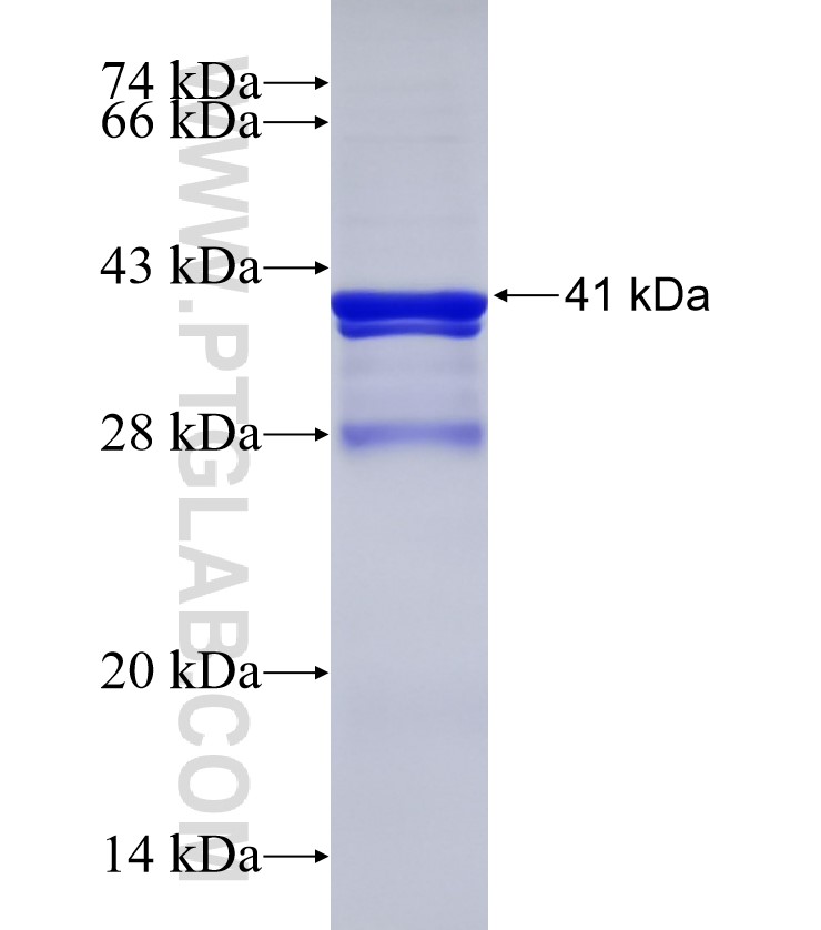p38 MAPK fusion protein Ag33174 SDS-PAGE