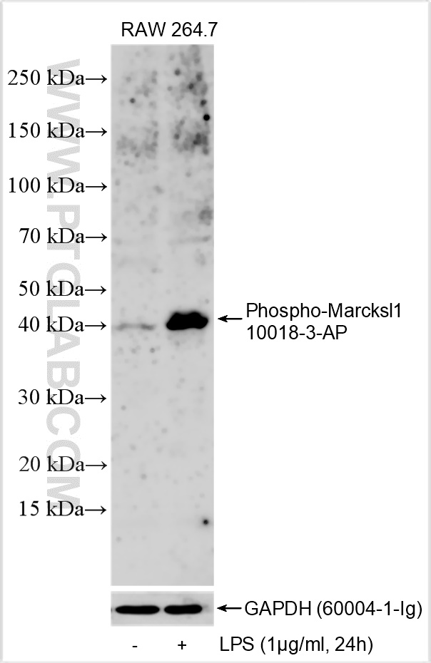 WB analysis using 10018-3-AP