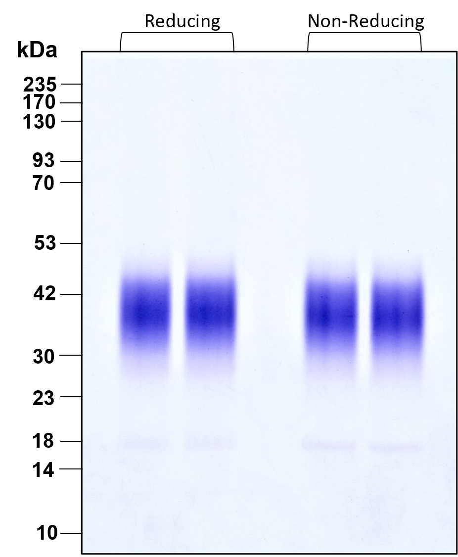 Proteintech Fgf B Endotoxin Free Recombinant Protein Human Cell