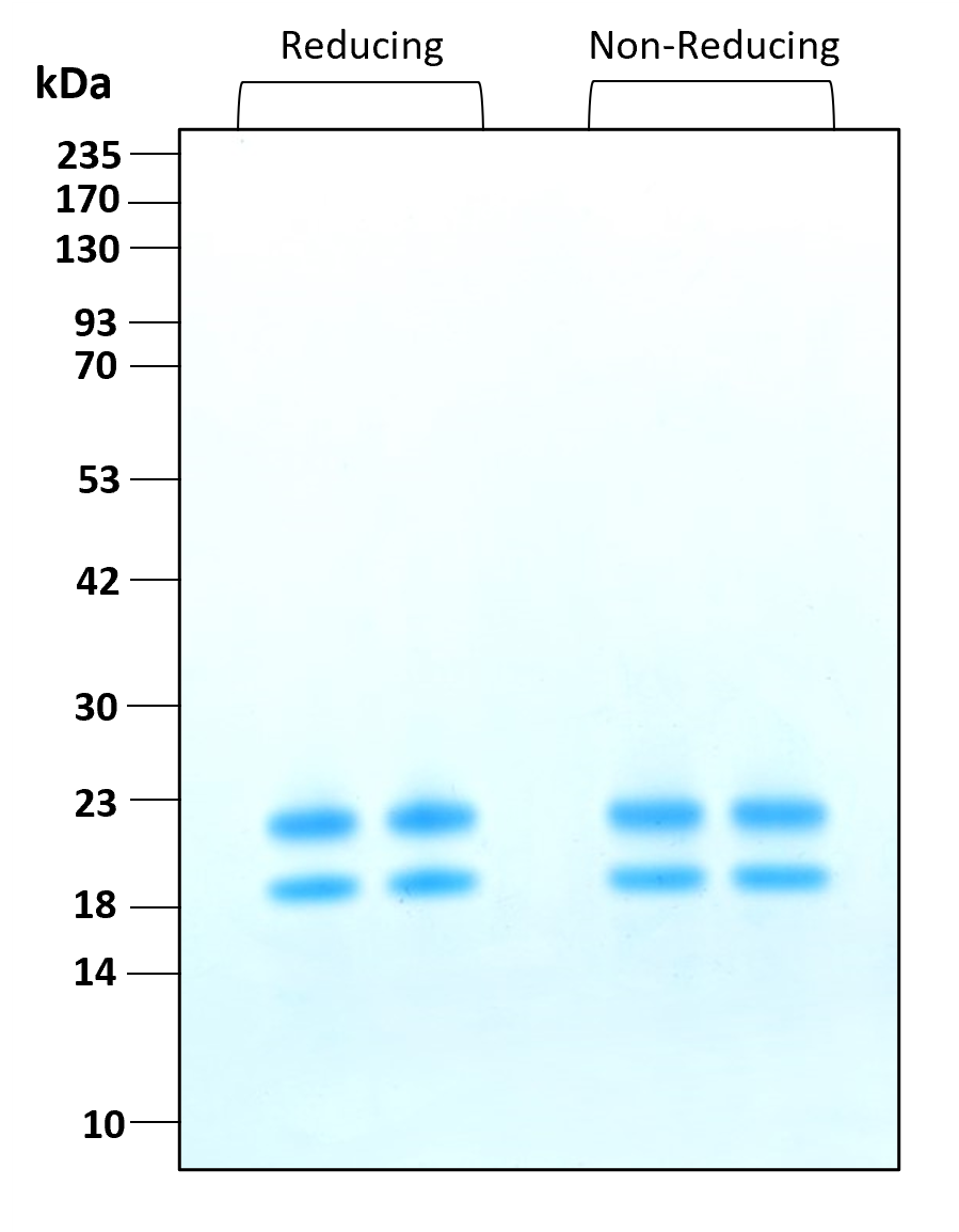 Purity of GMP recombinant human IL-1 beta was determined by SDS- polyacrylamide gel electrophoresis. The protein was resolved in an SDS- polyacrylamide gel in reducing and non-reducing conditions and stained using Coomassie blue.