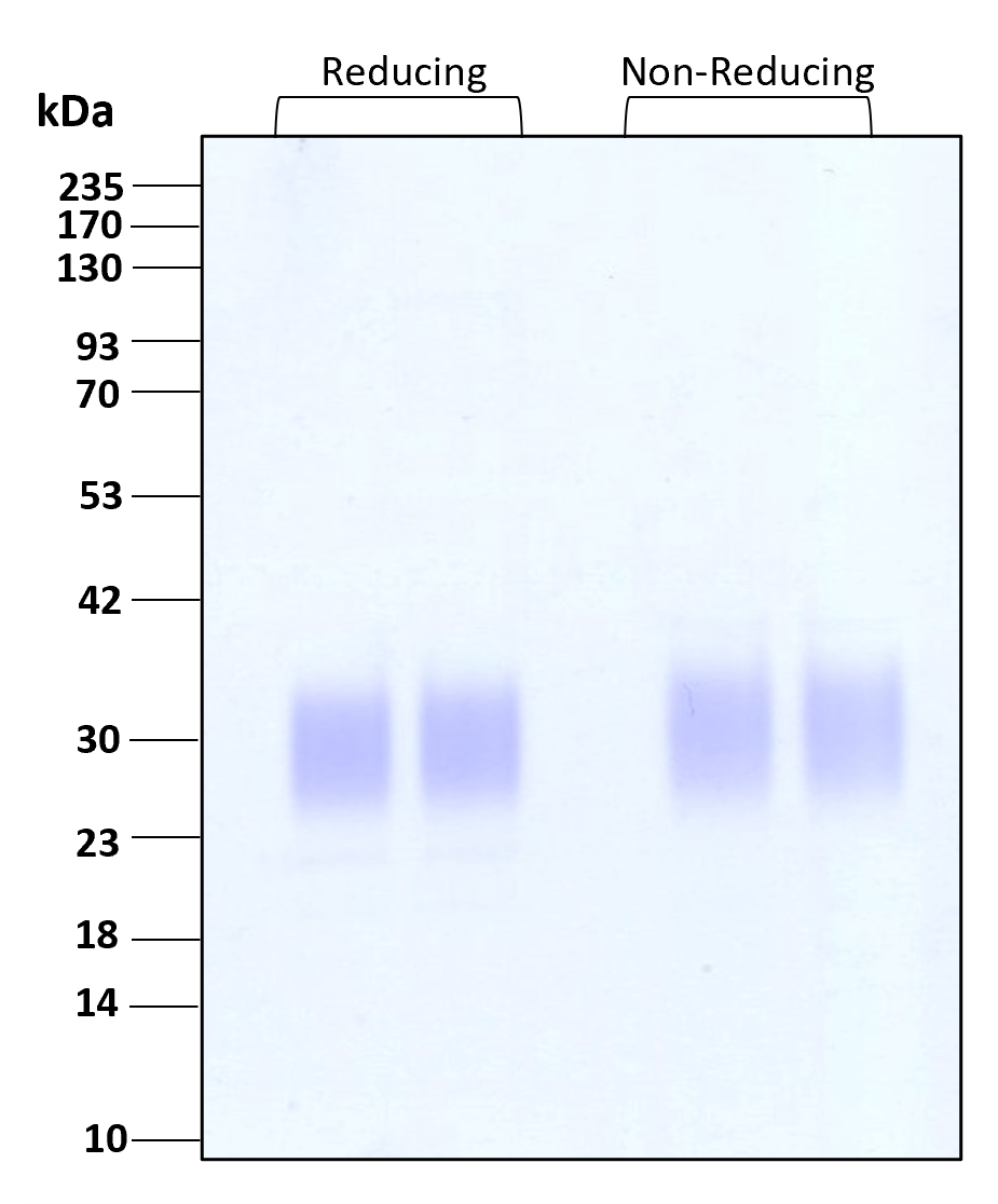 Purity of recombinant human IL-2 was determined by SDS- polyacrylamide gel electrophoresis. The protein was resolved in an SDS- polyacrylamide gel in reducing and non-reducing conditions and stained using Coomassie blue.