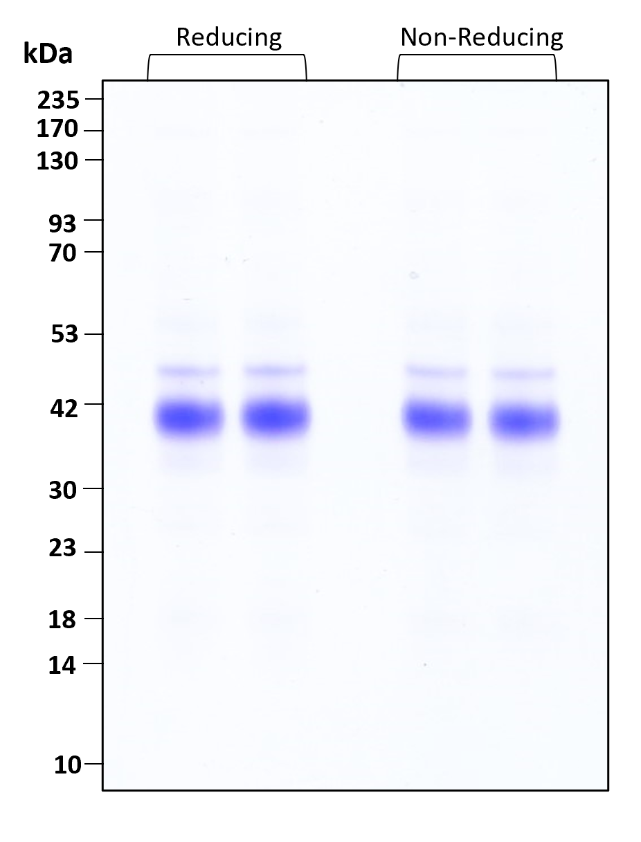 Purity of recombinant human R-Spondin-1 was determined by SDS- polyacrylamide gel electrophoresis. The protein was resolved in an SDS- polyacrylamide gel in reducing and non-reducing conditions and stained using Coomassie blue.