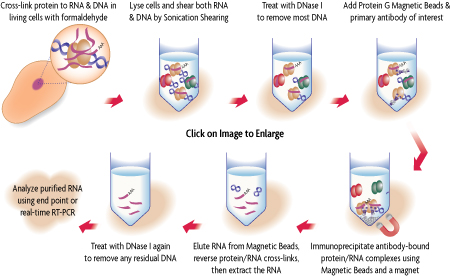 Flow chart of the RNA ChIP-IT method to perform chromatin IP of RNA.