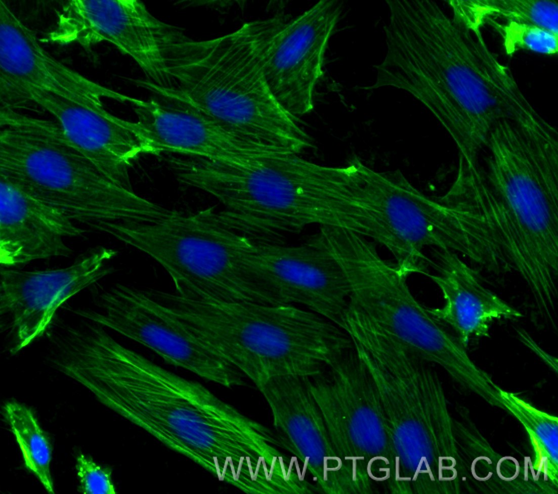 IF Staining of H9C2 using CL488-80008