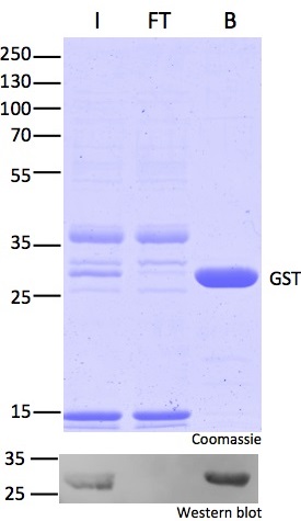 Pull-down of GST with GST-Trap Agarose: Coomassie and Western blot; Immunoprecipitation of GST with GST-Trap. Note effective pull-down of GST-fusion proteins: No GST-fusions left in non-bound (FT) lane in Western Blot. I: Input, FT: Flow-Through, B: Bound.