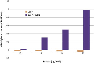 Transcription Factor ELISA TransAM HIF-1 sensitivity measures HIF-1&alpha activation