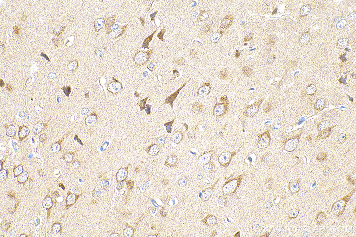IHC staining of mouse brain using 82953-1-RR (same clone as 82953-1-PBS)