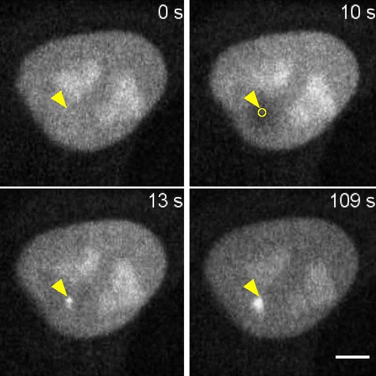 Time series of imaging DNA damage in HeLa cells after microirradiation: The PARP1-Chromobody allows real-time monitoring of PARP1 recruitment to the location of DNA damage after microirradiation (yellow triangle) in living cells.